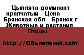 Цыплята доминант крапчатый › Цена ­ 85 - Брянская обл., Брянск г. Животные и растения » Птицы   